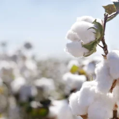 Organic Dream Pack And Play Mattress 2-Stage Dual Sided -Graco Sales GUEST b98a6423 3af6 4e8a 852e 057d3c5e0002