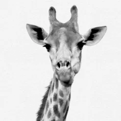 Black And White Nursery Safari - 4 Piece Framed Gallery Wall Set - Americanflat With Mat -Graco Sales GUEST d9b496e3 790a 42c3 a5ab 4fbc6c1dd4ff